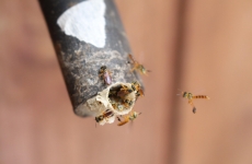 Oficina - Jardins de mel e abelhas sem ferrão