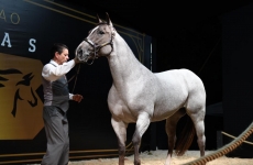 Wesley Safadão reúne investidores e apreciadores do cavalo Quarto de Milha e bate recorde de faturamento