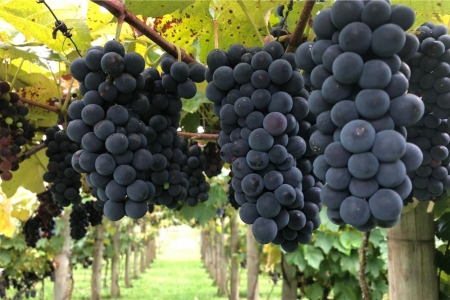 Estância do Vino: unindo história, vinho e gastronomia
