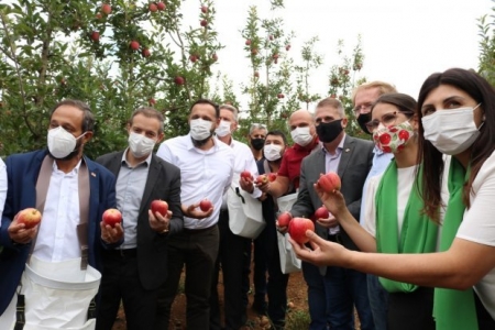 Com expectativa de 550 mil toneladas, Santa Catarina começa colheita da maçã