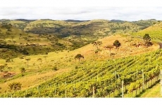 Serra Catarinense: região encanta pelos bons vinhos e belas paisagens